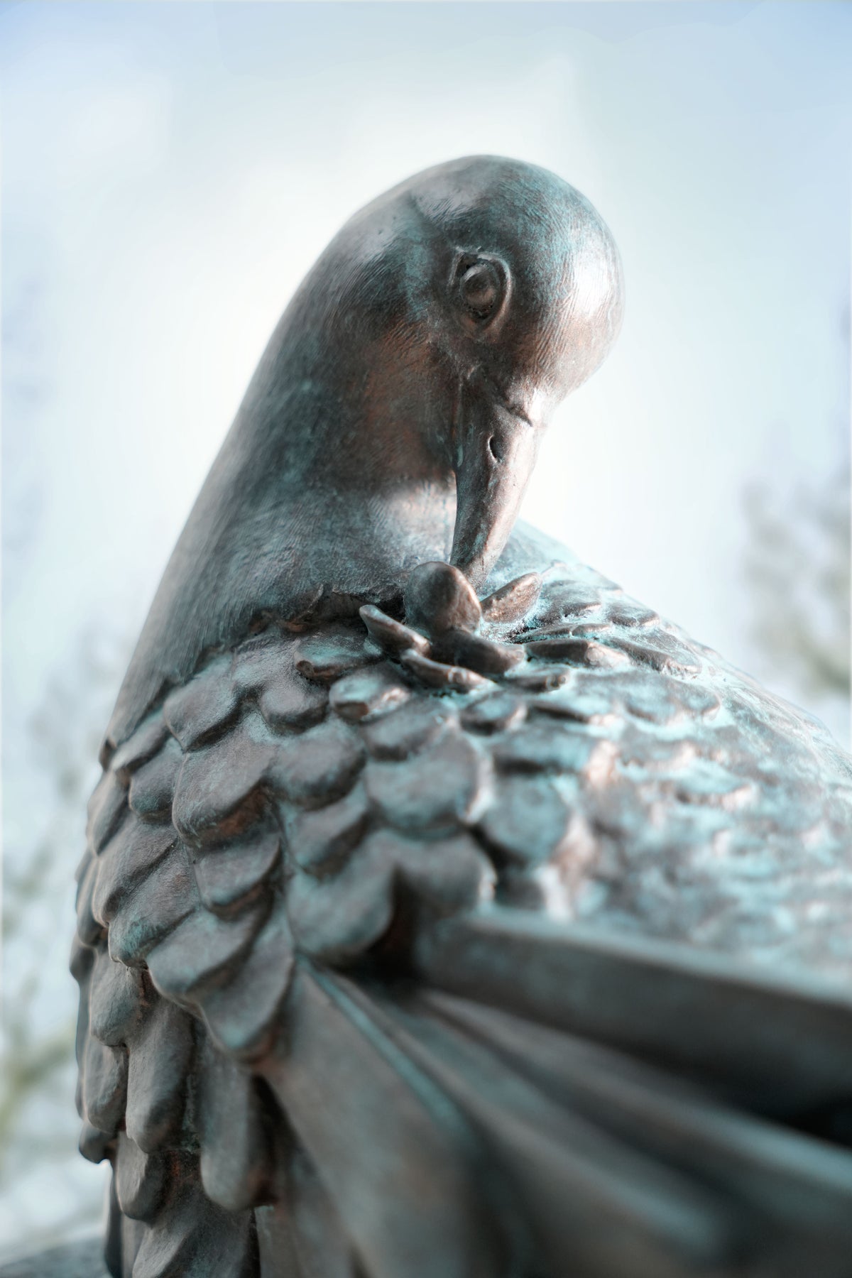 Preening Dove