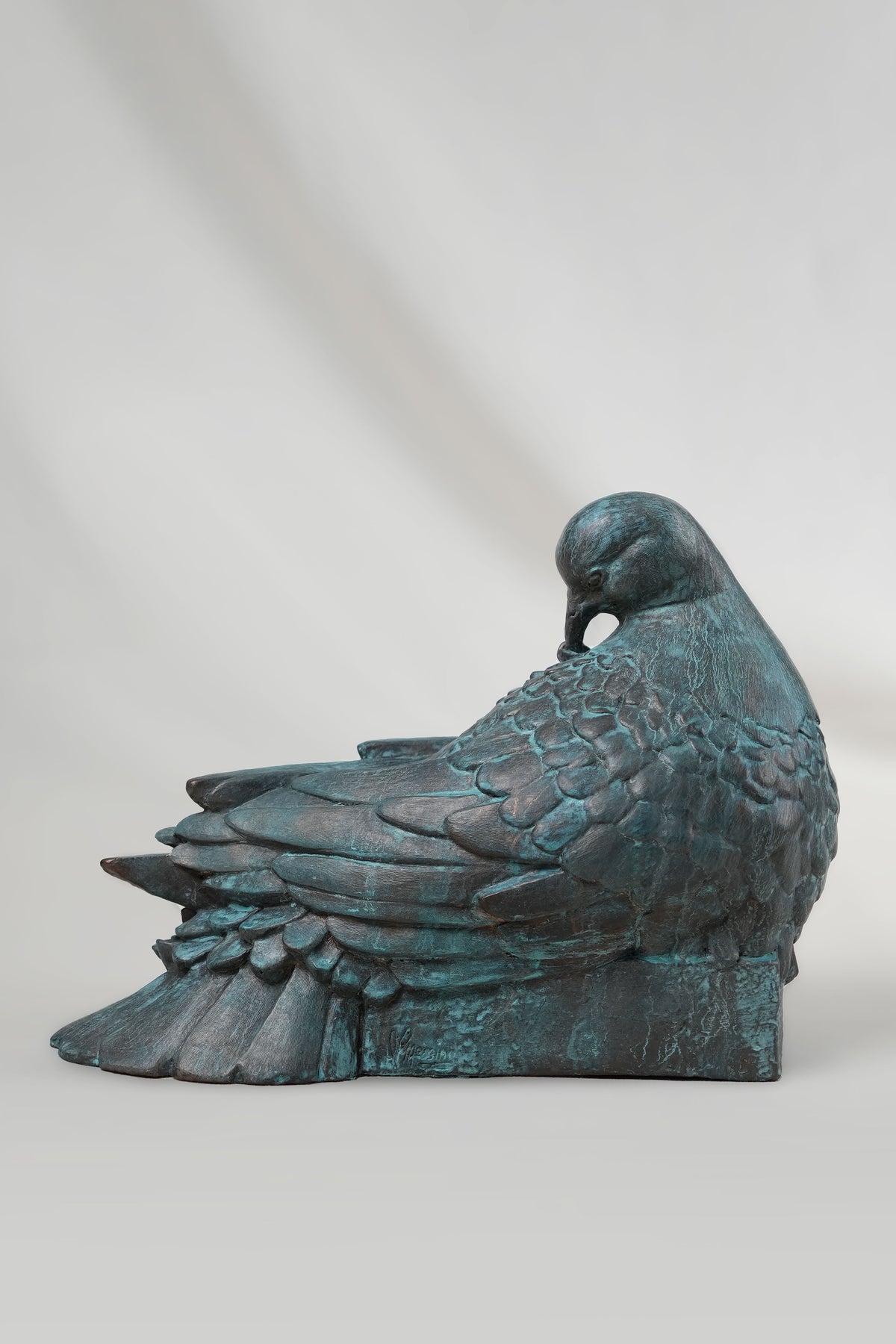 Preening Dove