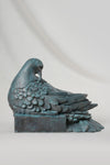 Preening Dove