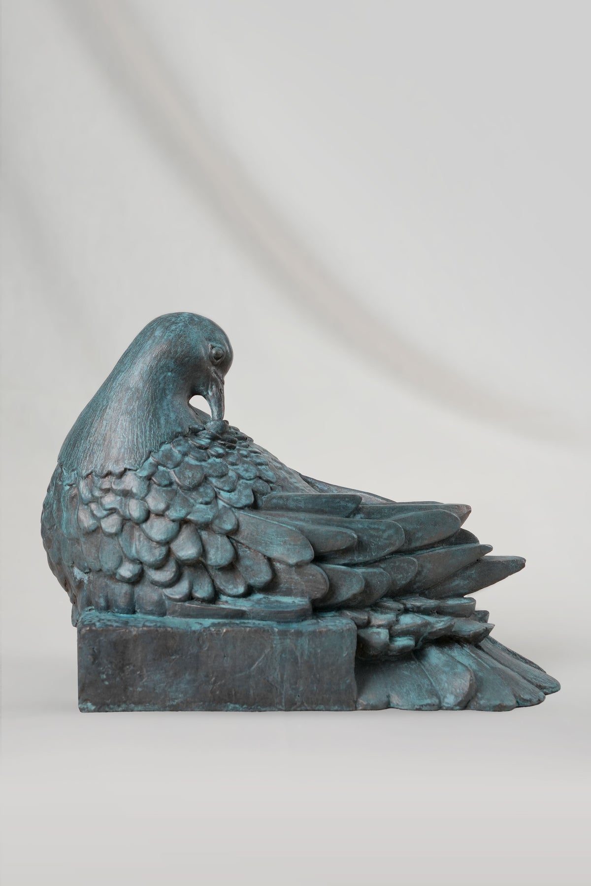 Preening Dove