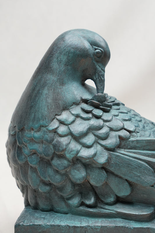 Preening Dove